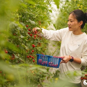 浙江宁波：小番茄绘就兴农大产业