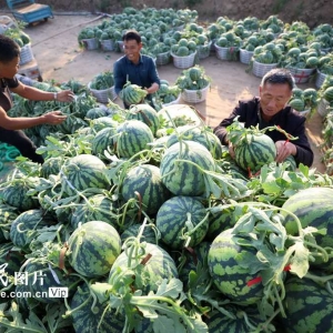 山东郯城：西瓜丰收