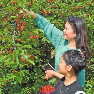 花果飘香采摘忙