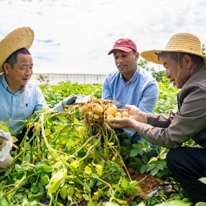 浙江金华：我在金华种土豆