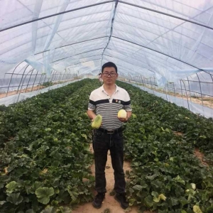 念好“甜蜜经” 种好“幸福果”——赵尧村走出沙土蜜瓜产业振兴新路子
