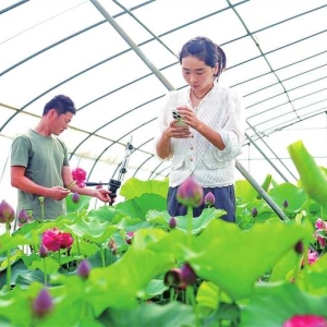 孟州夫妻档种荷莲带富乡邻