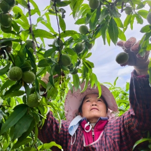 河北正定：初夏黄桃管护忙