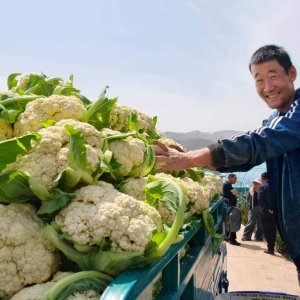 青海民和头茬冷凉蔬菜喜获上市