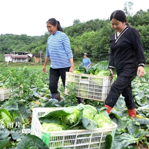 湖北保康：高山蔬菜助力乡村振兴