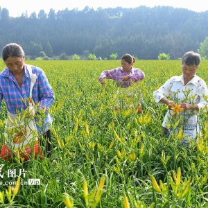 四川阆中：黄花绽放致富路