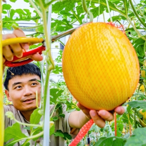 江苏南京：“太空西瓜”成功培育上市