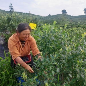 丹寨蓝莓挂满枝 家门口务工稳增收