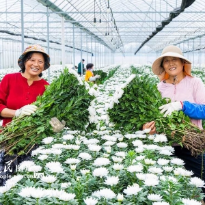 江苏泗洪：订单菊花开出致富花