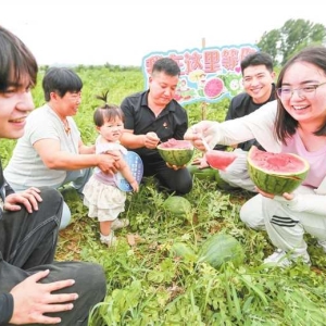 返乡创业种甜瓜 甜蜜产业富乡邻