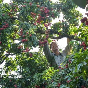 广西梧州：荔枝熟 采摘忙