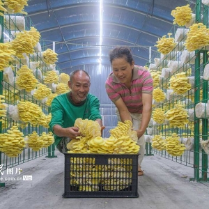 湖南道县：小菌菇 大产业