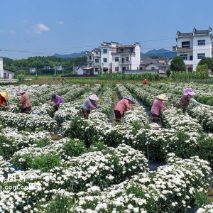 安徽休宁：徽州贡菊采摘忙