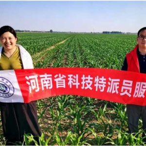 河南省科技特派员解金辉赴杞县开展玉米田间管理技术指导