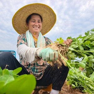 河北正定：鲜食种植绘就产业振兴丰收景