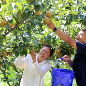 四川乐山：飘香爽口梨 盛夏迎丰收