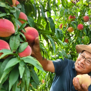 河北正定：果农忙收致富桃