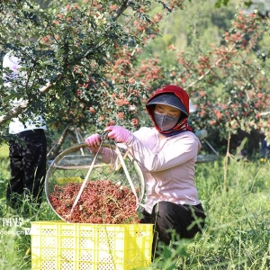 甘肃秦安：采摘花椒