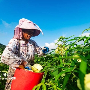 贵州从江：黄蜀葵丰收