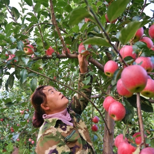 山西左权：苹果丰收 果农致富