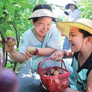尉氏无花果丰收 采摘游助民增收