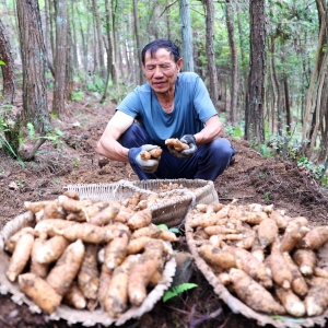 重庆黔江：林下中药材赋能乡村振兴