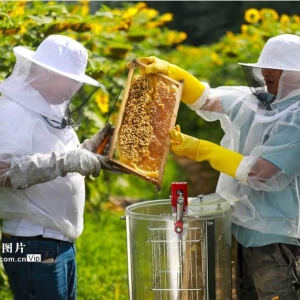 贵州黔西：种花养蜂助农增收