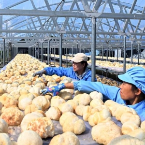 黑龙江海林：发展猴头菇产业 助力乡村振兴
