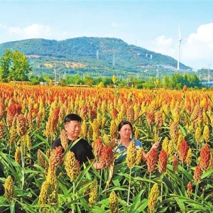 高粱红 游客来