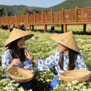 河南林州：一朵田间菊 一片富民花